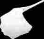 2374050002 Acerbis Front Number Plate White Black Plastic Guard