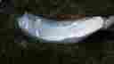 8ac0h0878 Ktm Front Mudguard