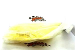 2004-06 Suzuki RMZ250 Ufo Rad Shroud. Fixed Price $44.10.