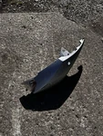 Used 2005-2006 For Suzuki GSXR1000 Right Tail Cowl 45512-41G00 Turn Signal. Fixed Price $24.99.
