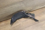 2015 Kawasaki Ninja ZX636 ZX6R Left Inner Fairing 55028-0454. Fixed Price $27.99.